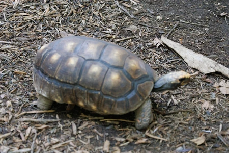 Tortoise on Natural Ground
