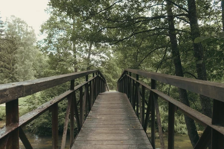 Serene Forest Bridge