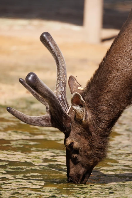 Deer Drinking Water