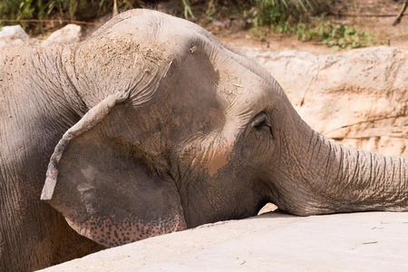 Resting Elephant