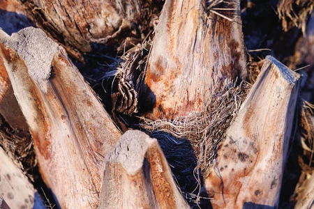 Close-up of Palm Tree Bark