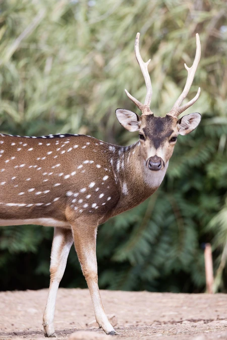 Spotted Deer in Natural Habitat
