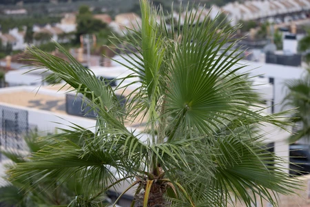Scenic Palm View