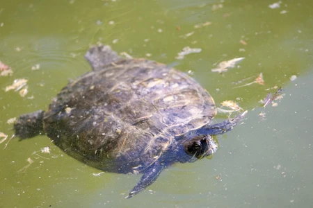 Turtle in Water
