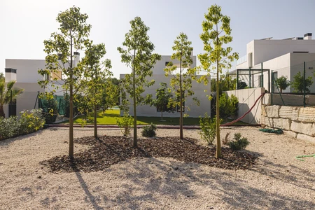 Modern Landscape with Young Trees