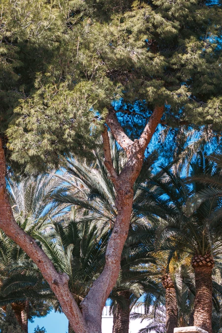 Tropical Tree Canopy