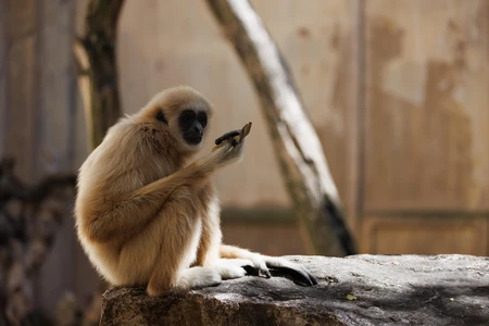 Gibbon at Rest
