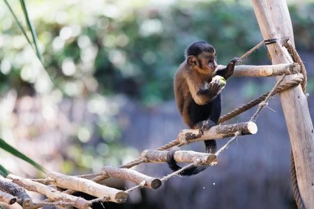 Monkey on a Wooden Bridge