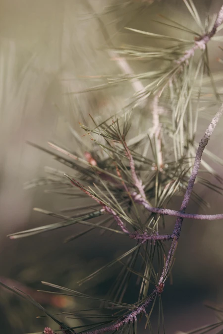 Soft Pine Needles