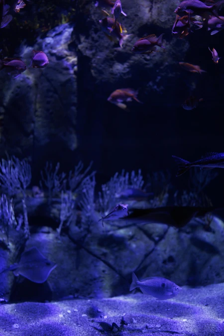 Underwater Scene with Fish