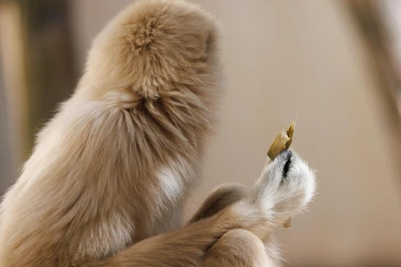 Gibbon Eating Leaf