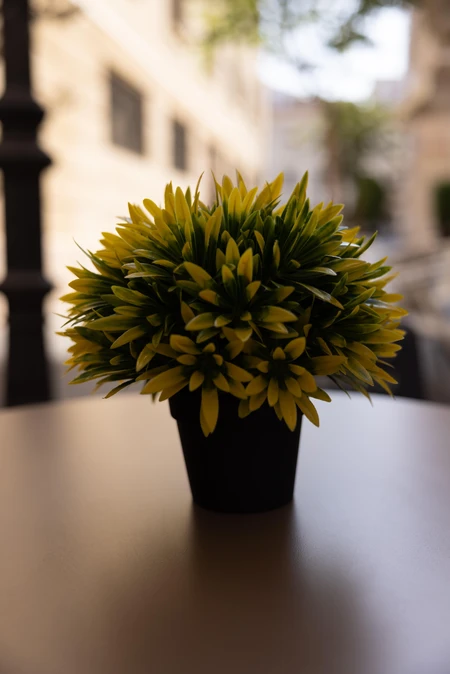 Decorative Plant on a Table