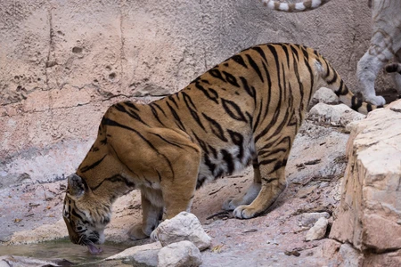 Tiger Drinking Water