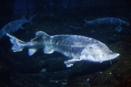 Underwater Sturgeon