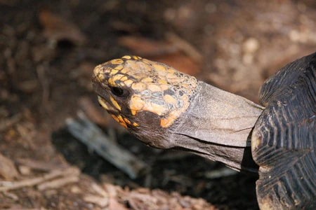 Close-up of a Tortoise