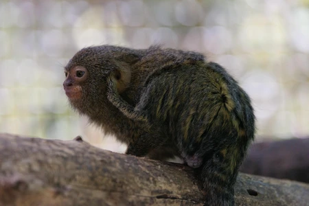 Marmoset on a Branch