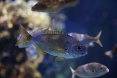 Underwater Scene with Fish