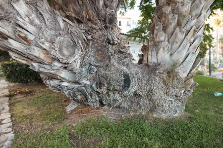 Textured Tree Trunk