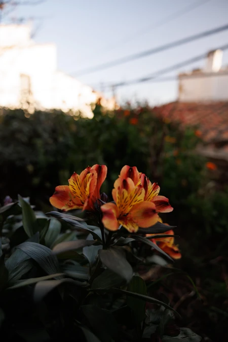 Vibrant Urban Blossoms