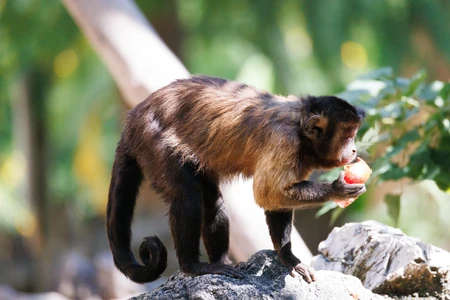 Monkey Eating Fruit