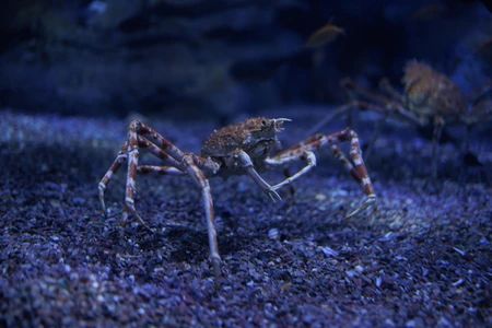 Crabs in Blue Ocean Habitat