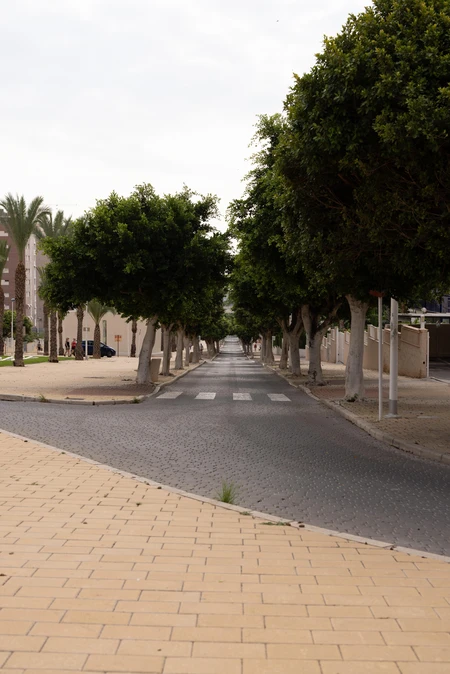 Tree-Lined Street