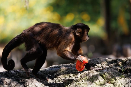 Monkey with a Fruit