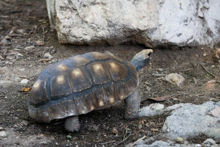 Tortoise in Natural Habitat