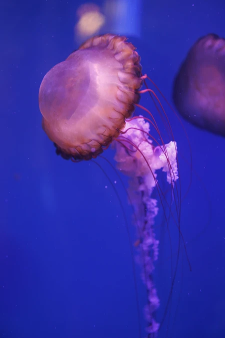 Serene Jellyfish in Ocean Blue