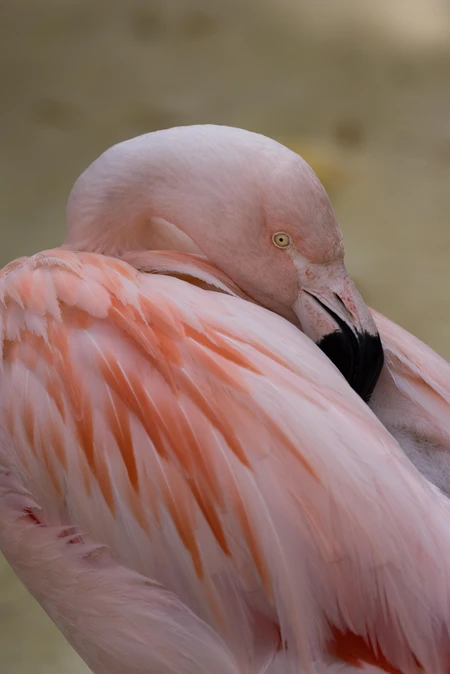 Resting Flamingo