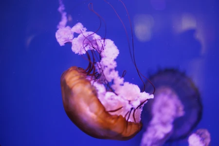 Graceful Jellyfish in Aquarium