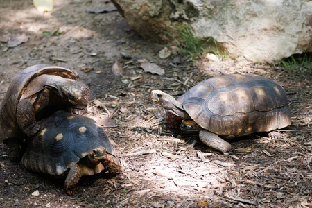 Relaxing Tortoises in Their Habitat