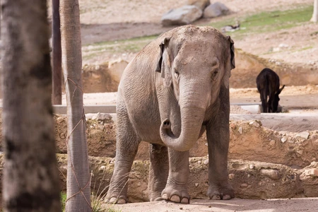 Elephant in Natural Habitat