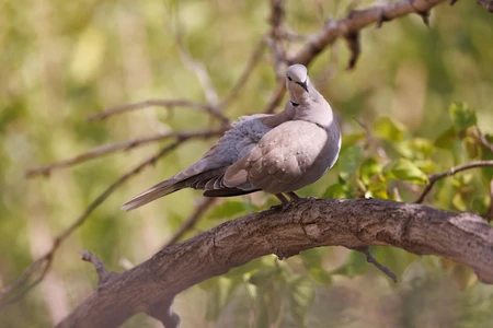 Serene Dove on a Branch