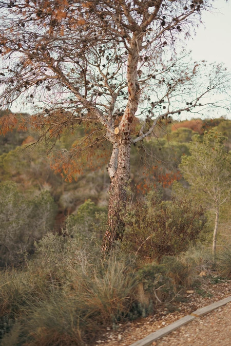 Serene Tree in Natural Setting
