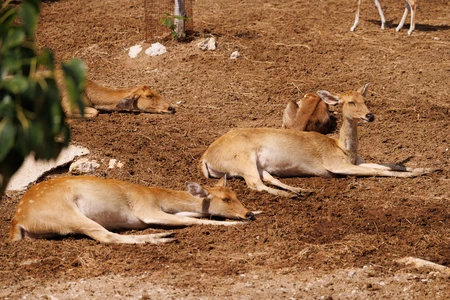 Resting Deer