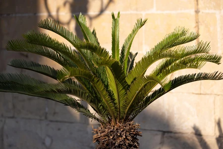 Sunlit Palm Fronds