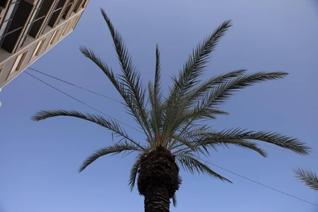 Palm Tree with Building