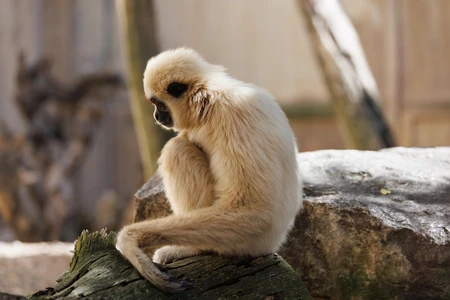 Contemplative Monkey