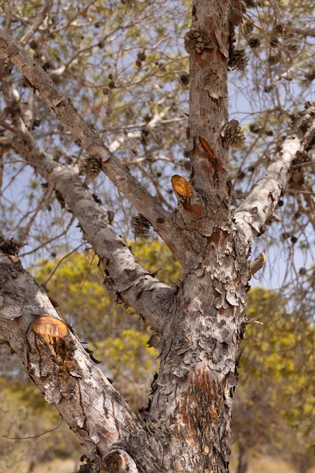 Textured Tree Bark