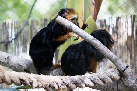 Tamarin Monkeys on Branch