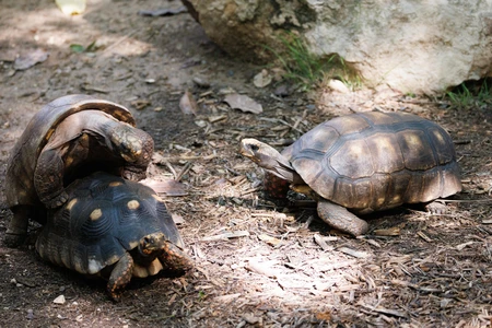 Tortoises in Natural Habitat