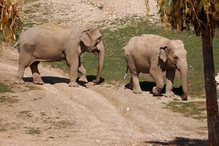 Elephants Strolling