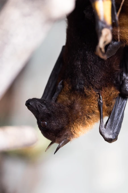 Hanging Bat Close-up