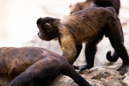 Capuchin Monkeys in Natural Habitat