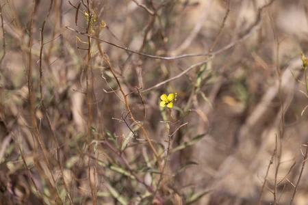 Solitary Yellow Bloom