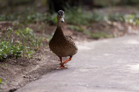 Duck Walking on Path