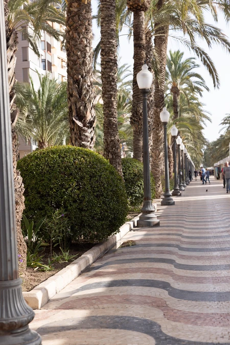 Palm Tree Promenade