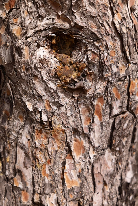 Textured Tree Bark