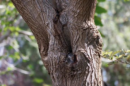 Textured Tree Bark
